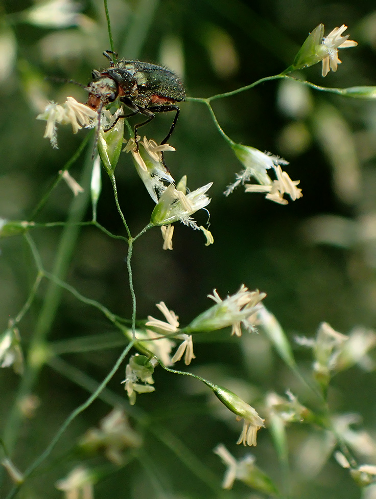 Изображение особи Deschampsia cespitosa.