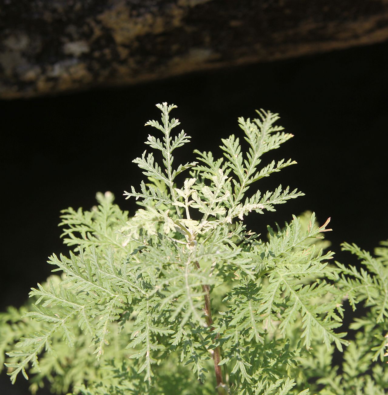 Изображение особи Artemisia stechmanniana.