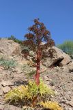 View full-size image Ferula tadshikorum