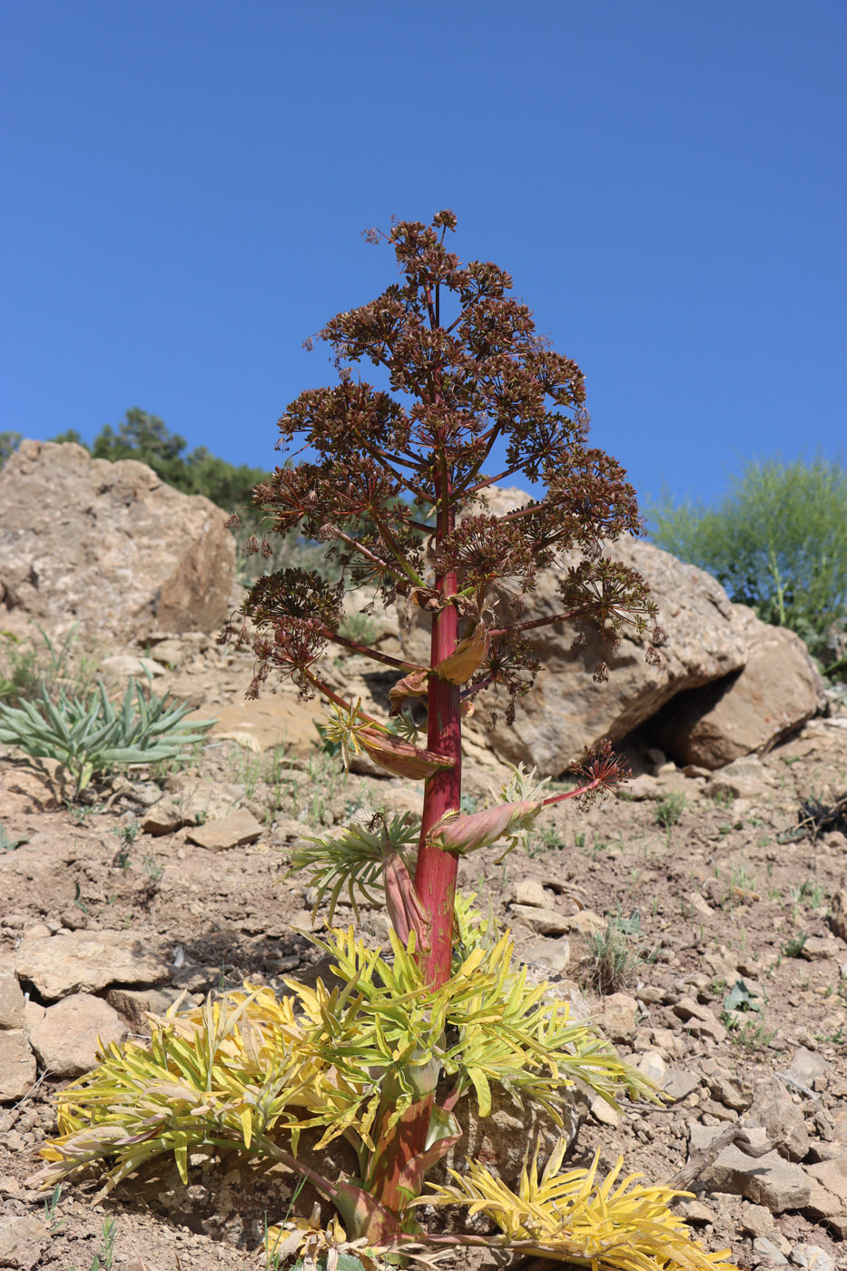 Image of Ferula tadshikorum specimen.