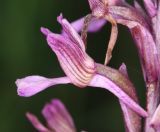 Anacamptis &times; gennarii nothosubsp. orientecaucasica