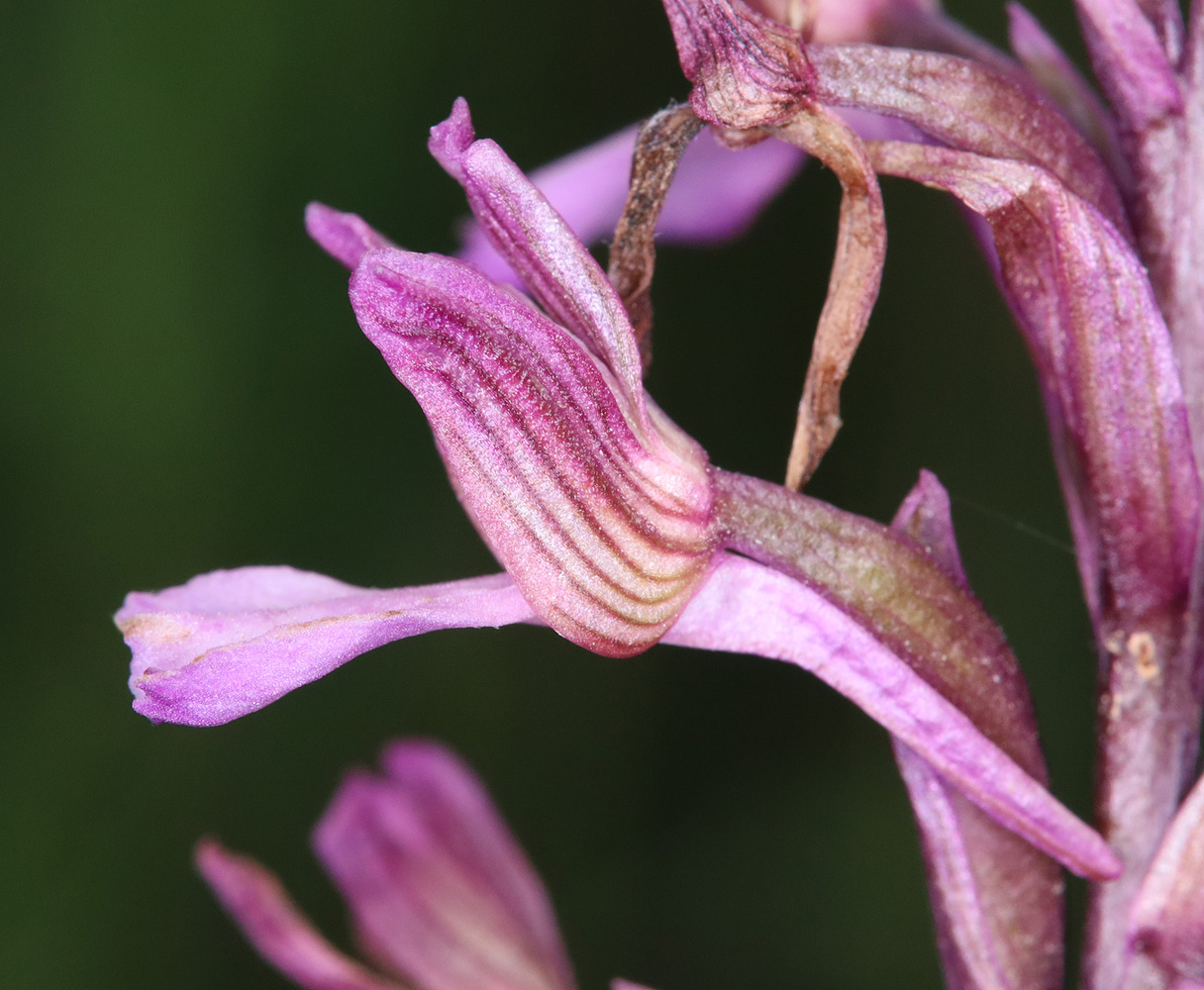 Image of Anacamptis &times; gennarii nothosubsp. orientecaucasica specimen.