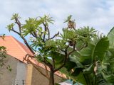 genus Pachypodium. Верхушка цветущего растения. Намибия, регион Khomas, г. Виндхук, двор гостиницы. 21.02.2020.
