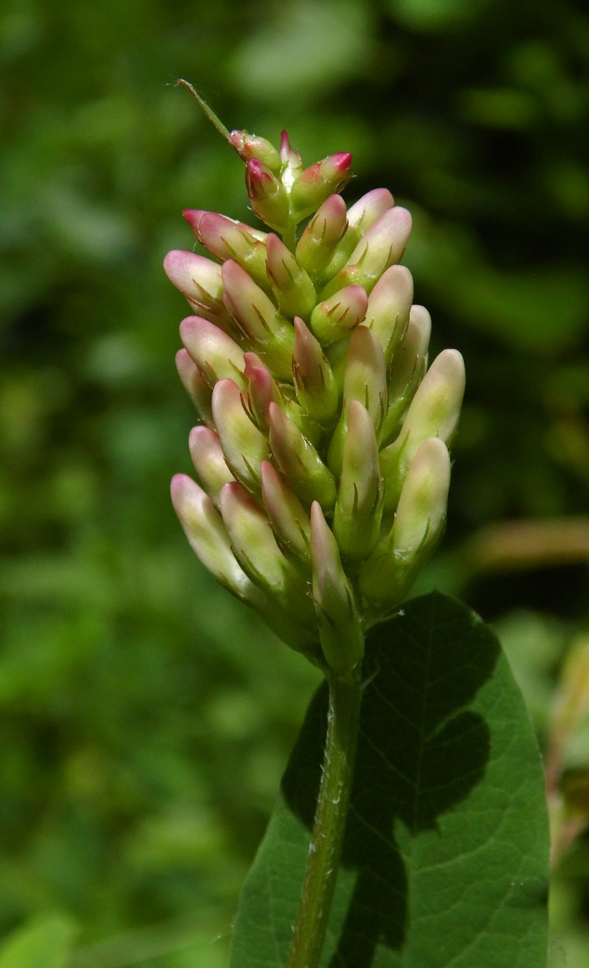 Изображение особи Astragalus glycyphyllos.