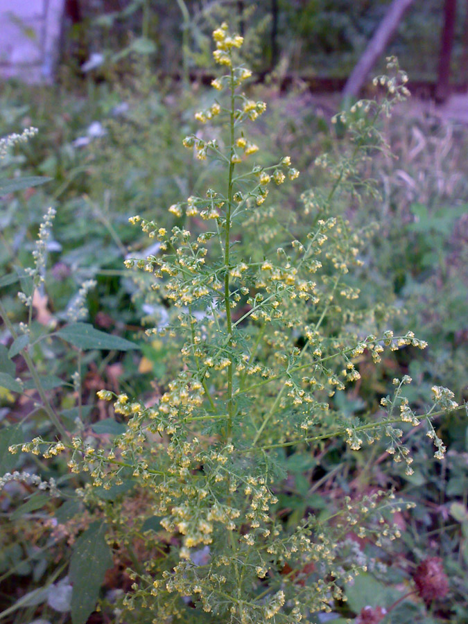 Изображение особи Artemisia annua.