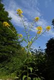 Erysimum aureum