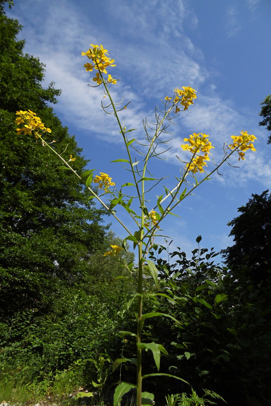 Изображение особи Erysimum aureum.