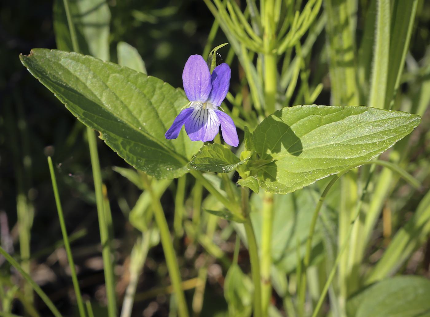 Image of Viola canina specimen.