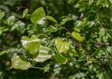 Smilax excelsa