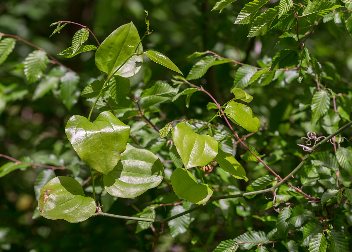 Image of Smilax excelsa specimen.