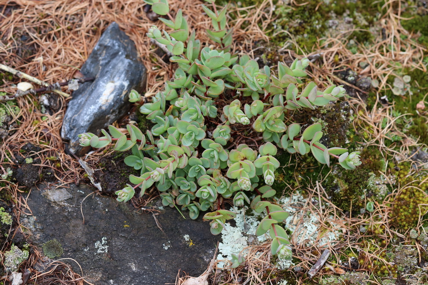 Image of Hylotelephium ewersii specimen.