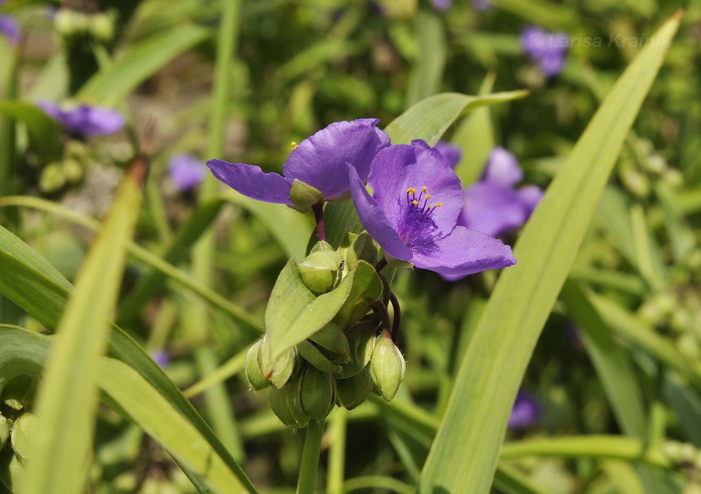 Image of Tradescantia virginiana specimen.