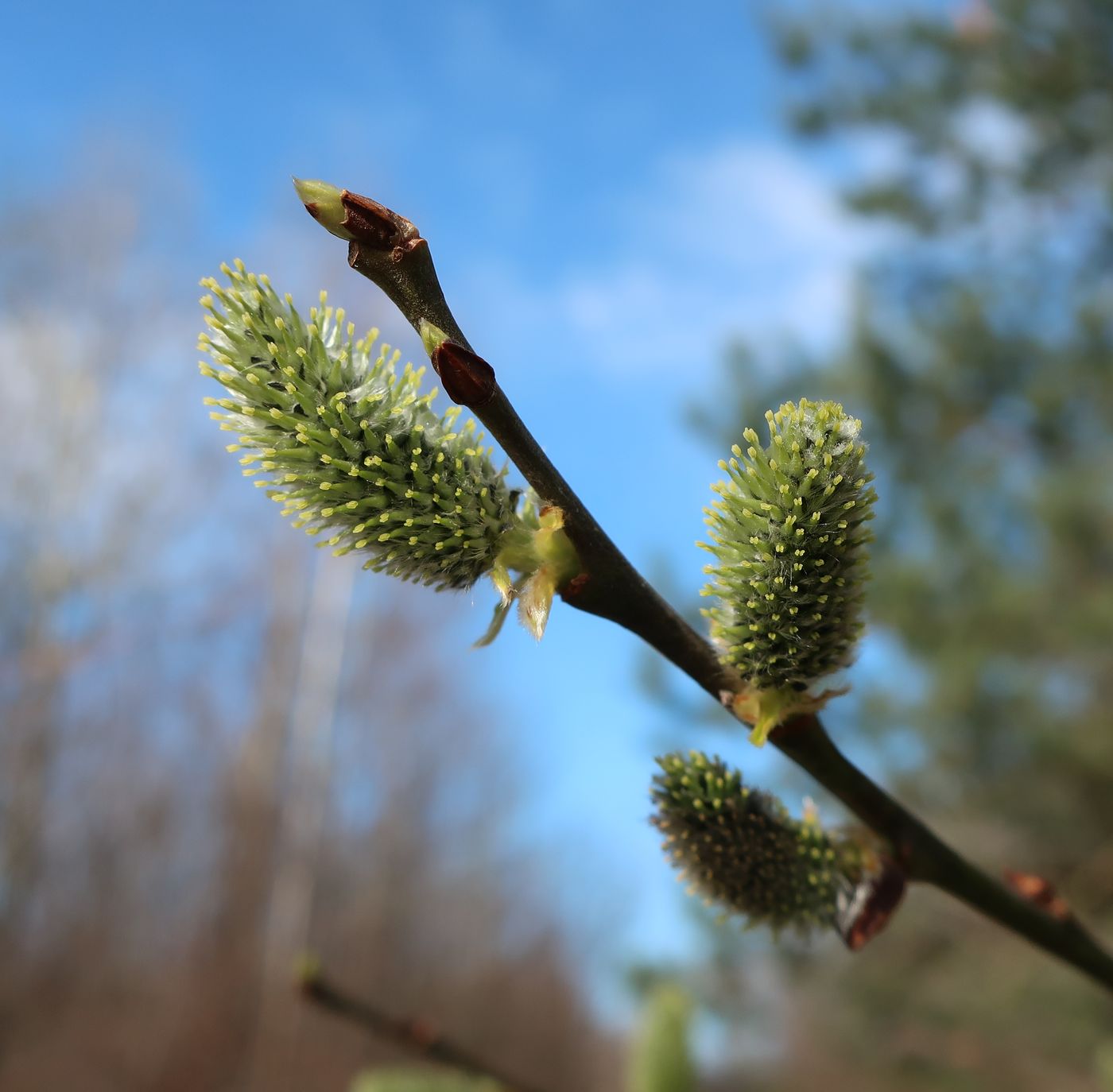 Image of Salix caprea specimen.