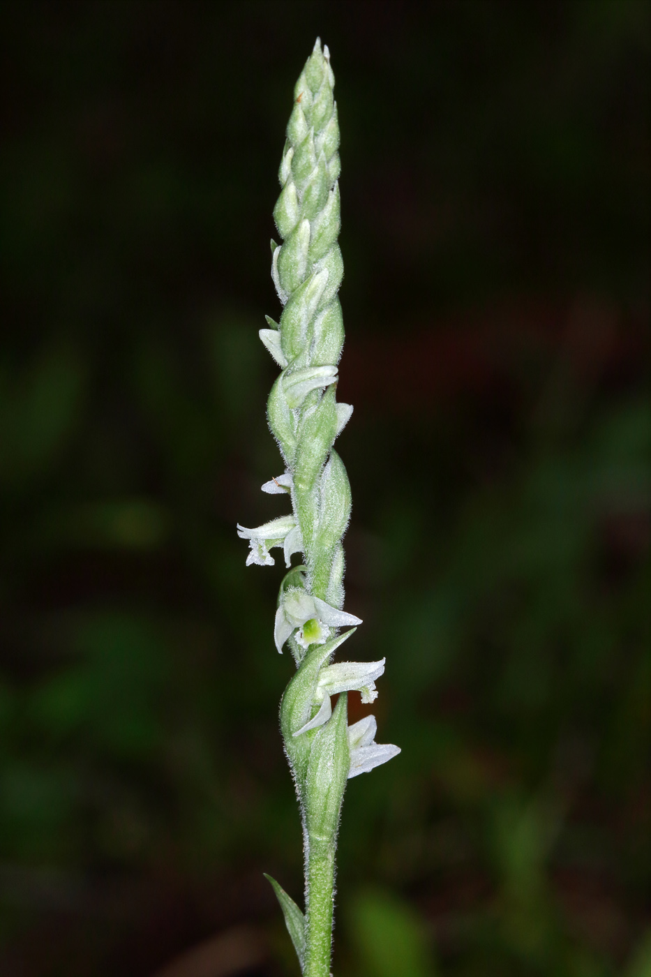 Изображение особи Spiranthes spiralis.