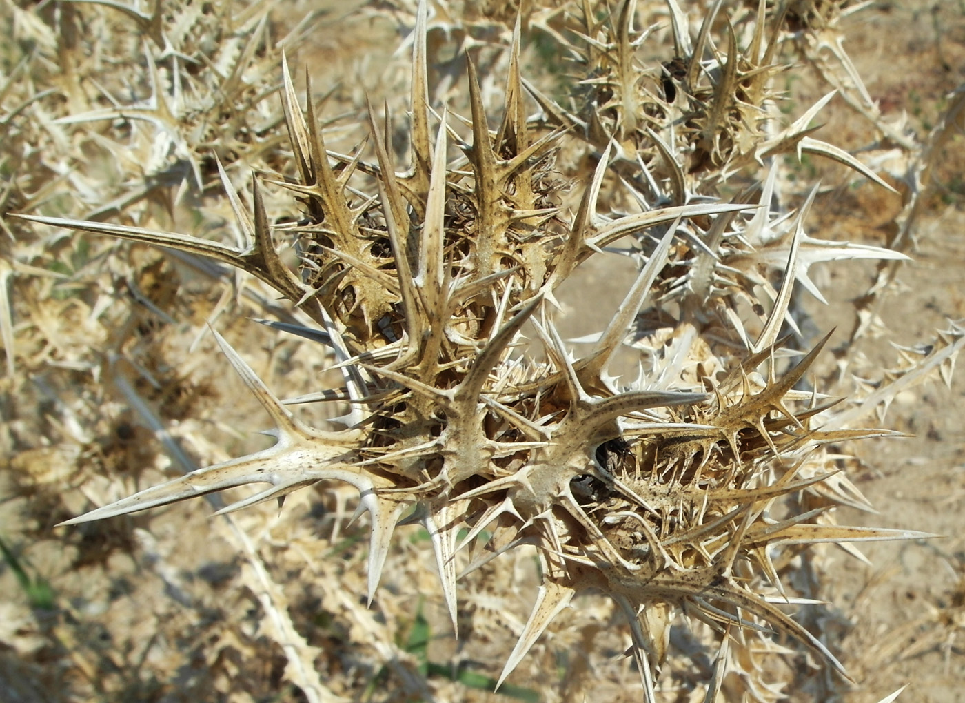 Изображение особи Scolymus hispanicus.