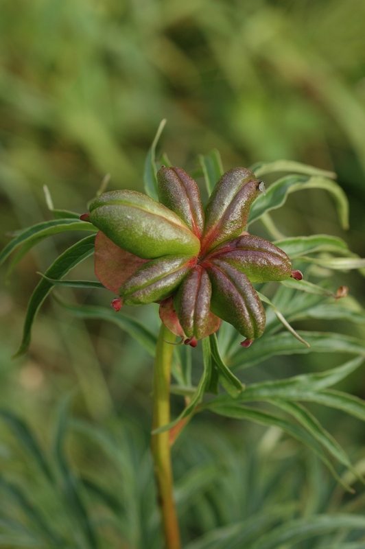 Изображение особи Paeonia anomala.