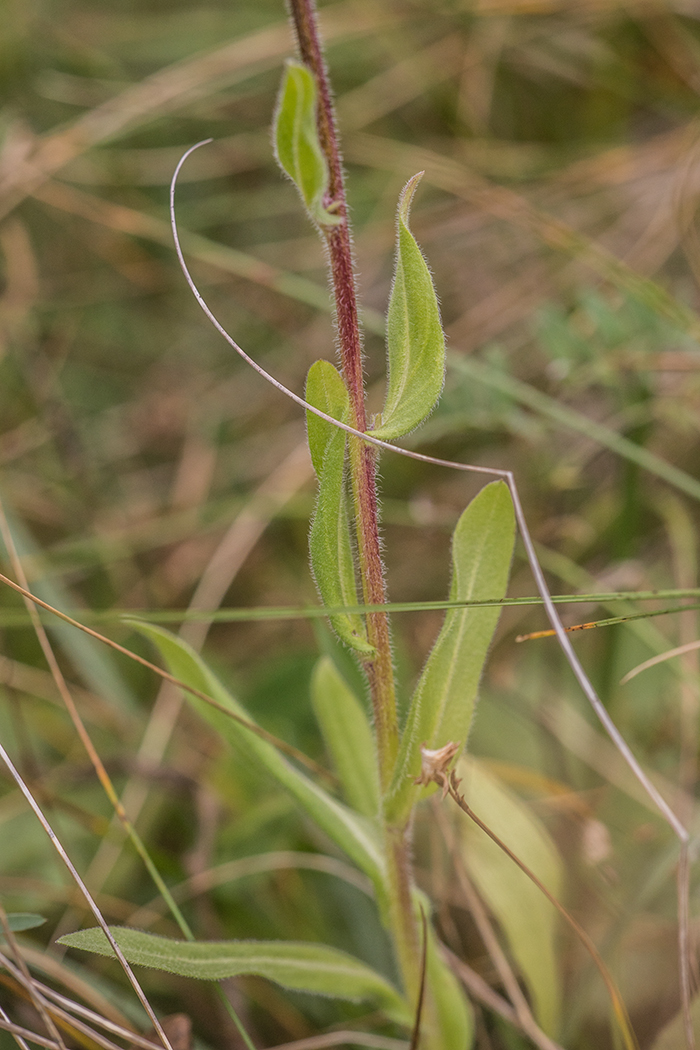 Image of Erigeron uniflorus specimen.