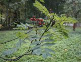 Sorbus decora