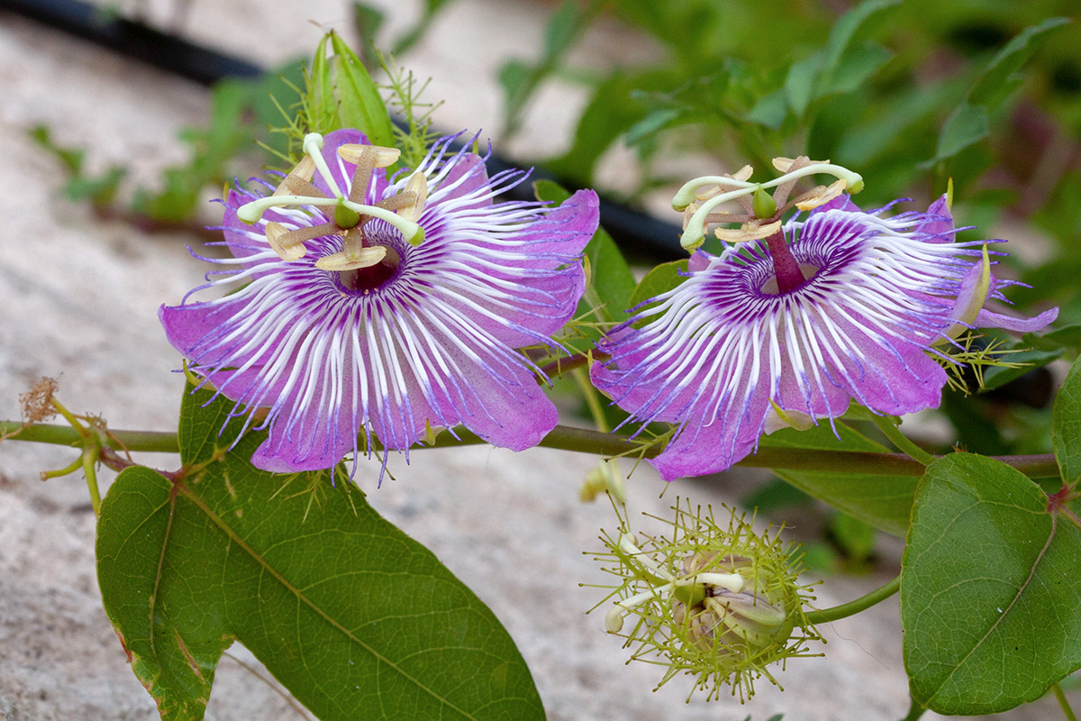 Image of Passiflora foetida specimen.