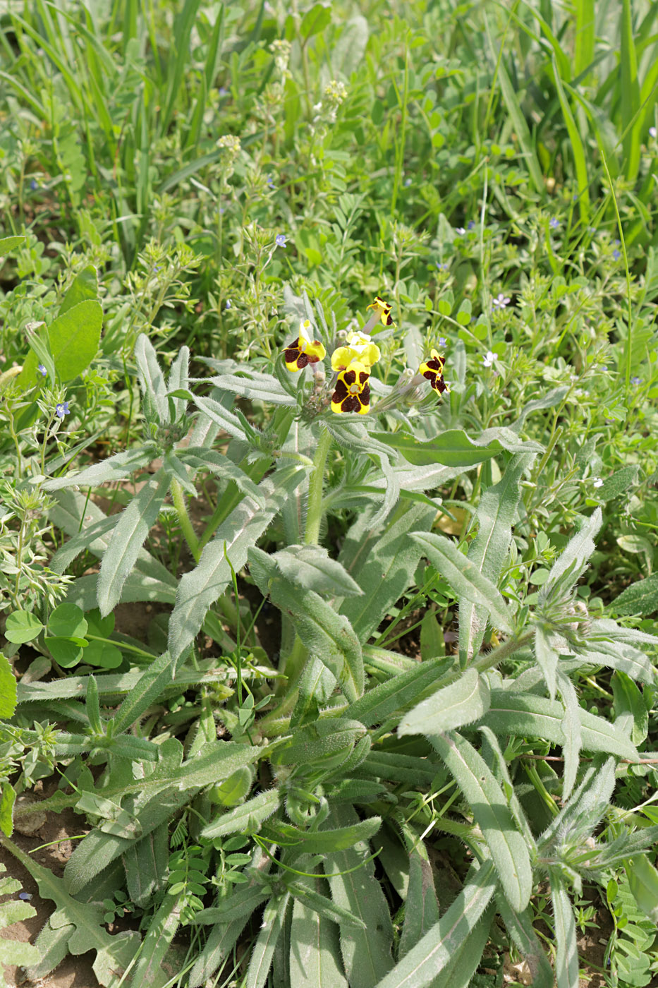 Изображение особи Arnebia coerulea.