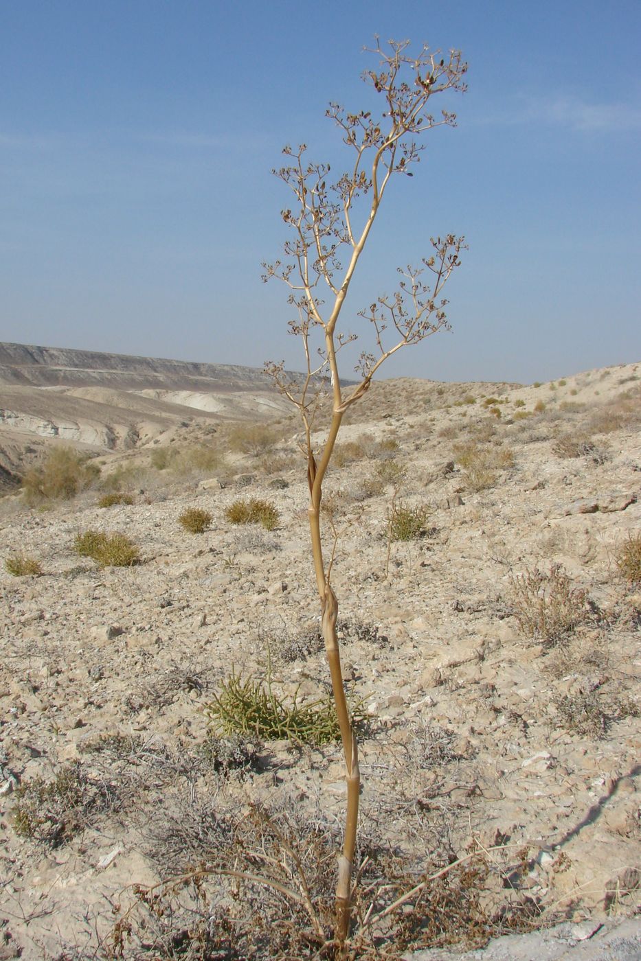 Image of Ferula dubjanskyi specimen.