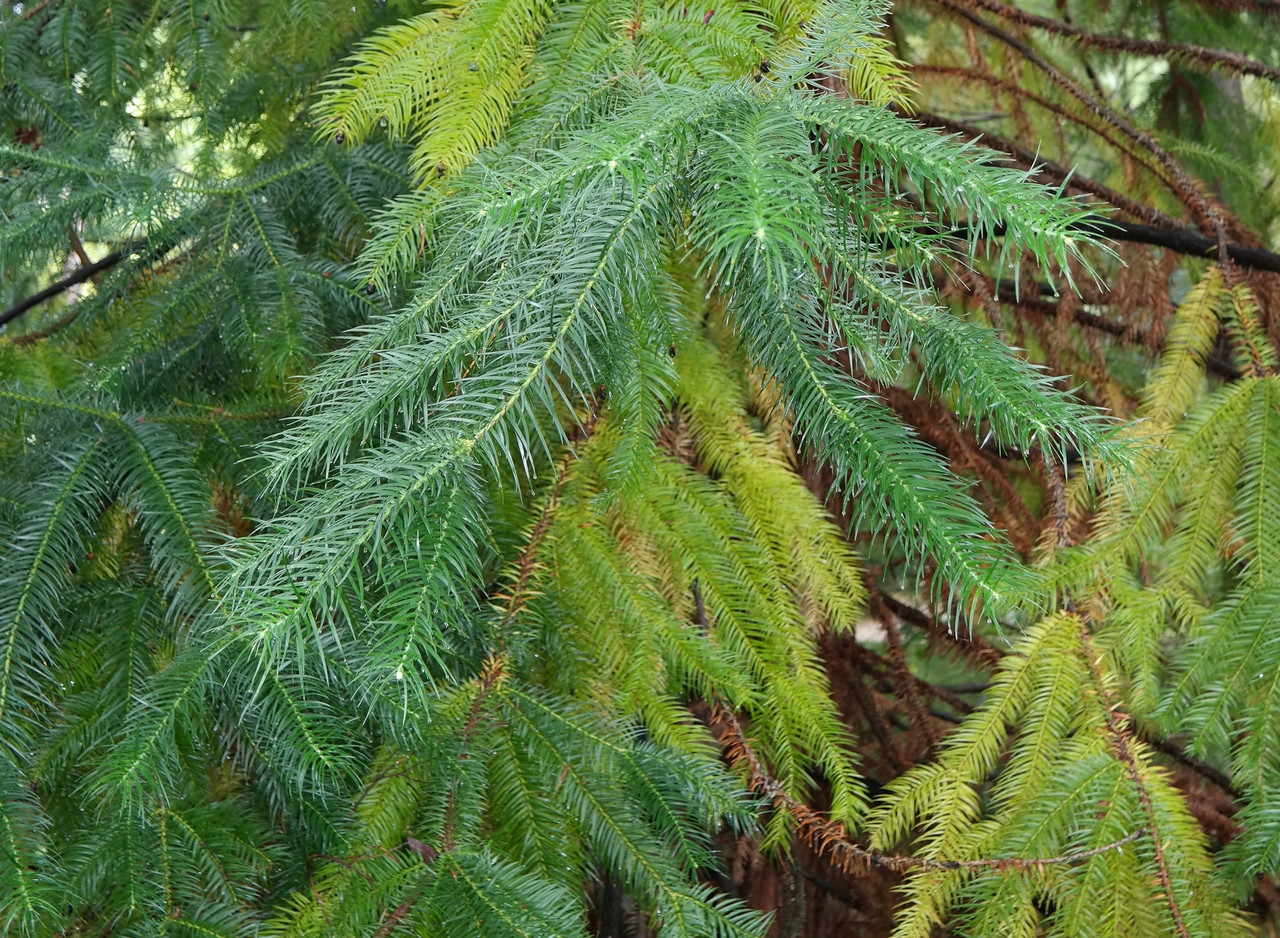 Изображение особи Cunninghamia konishii.