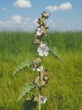 Althaea officinalis. Верхушка цветущего и плодоносящего растения. Ульяновская обл., Мелекесский р-н, окр. сел. Приморское, берег старицы. 07.08.2022.