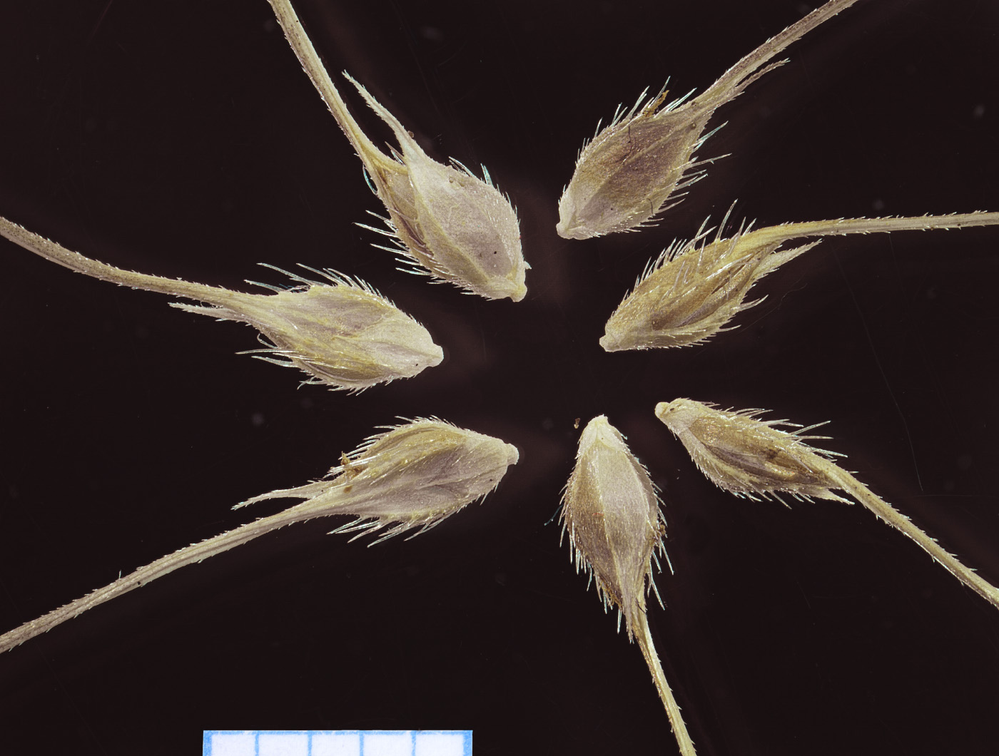 Image of Echinochloa caudata specimen.