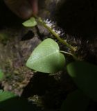 Hedera colchica. Лист (вид на абаксиальную поверхность). Республика Адыгея, левый борт долины руч. Сюк, широколиственный лес. 31 июля 2022 г.