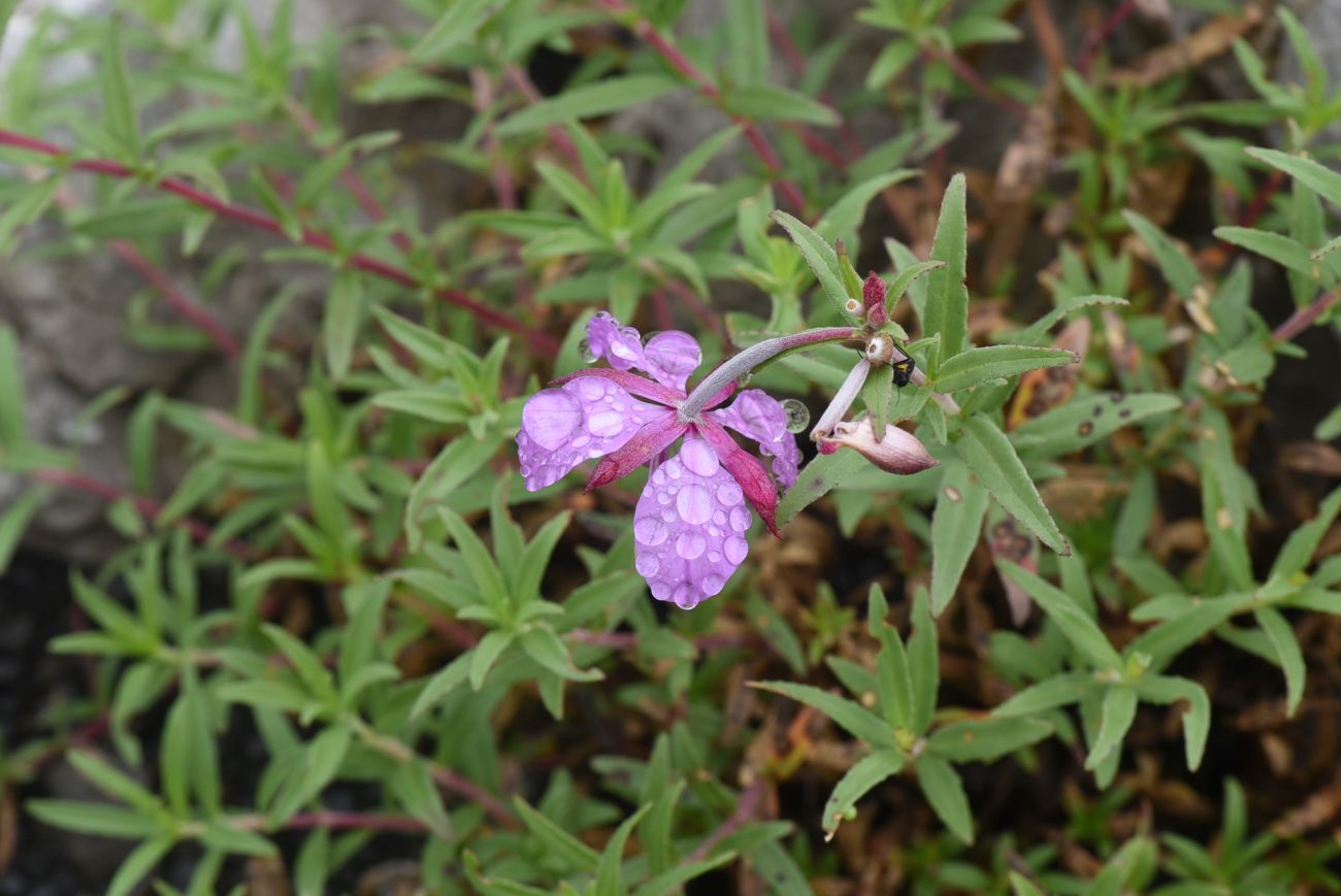 Image of Chamaenerion colchicum specimen.