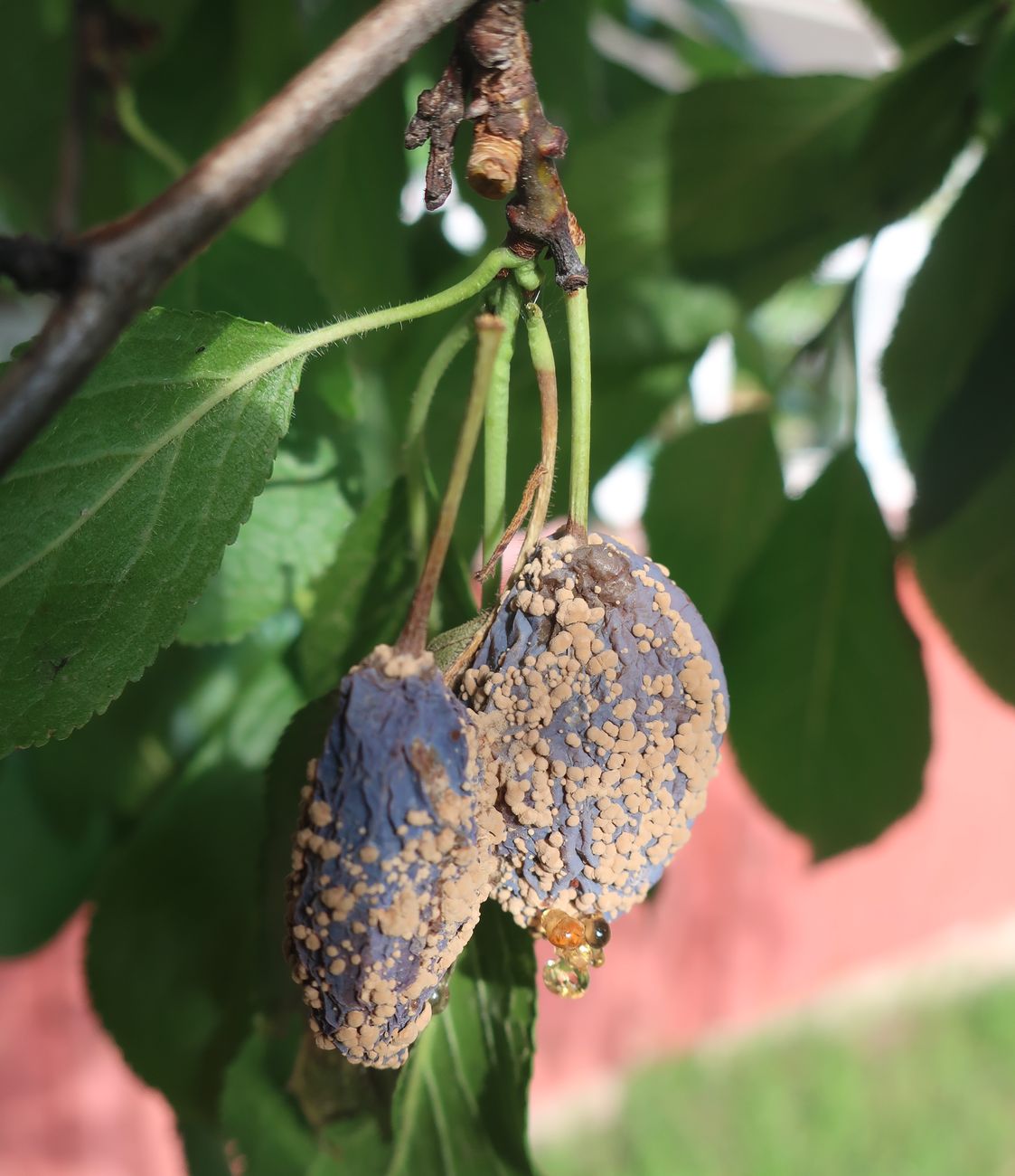 Image of Prunus domestica specimen.