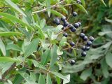 Ligustrum vulgare