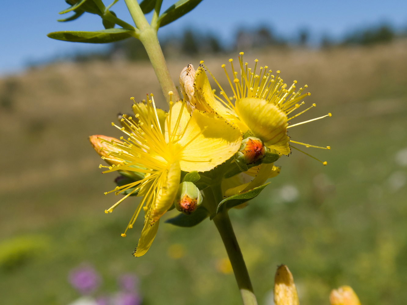 Изображение особи Hypericum linarioides.