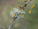 Evernia prunastri