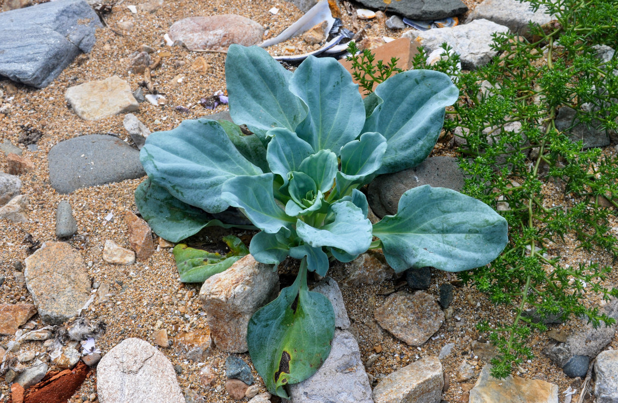 Изображение особи Mertensia maritima.