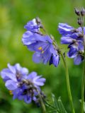 Polemonium caeruleum. Соцветие. Алтай, Онгудайский р-н, Семинский перевал, ≈ 1700 м н.у.м., луг. 30.06.2021.