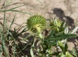 Cirsium ciliatum