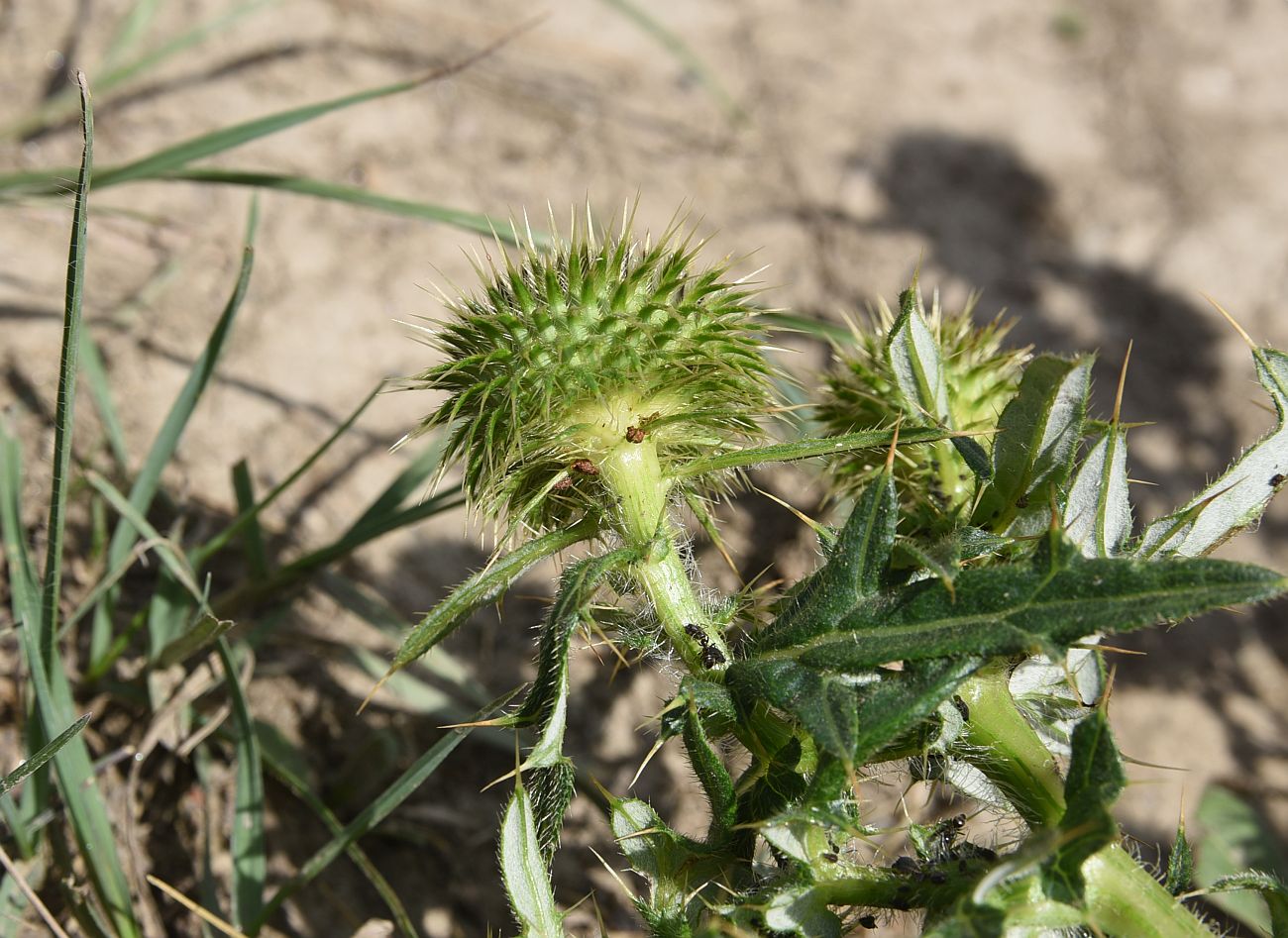 Изображение особи Cirsium ciliatum.