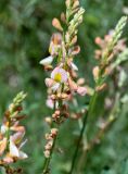 Onobrychis radiata