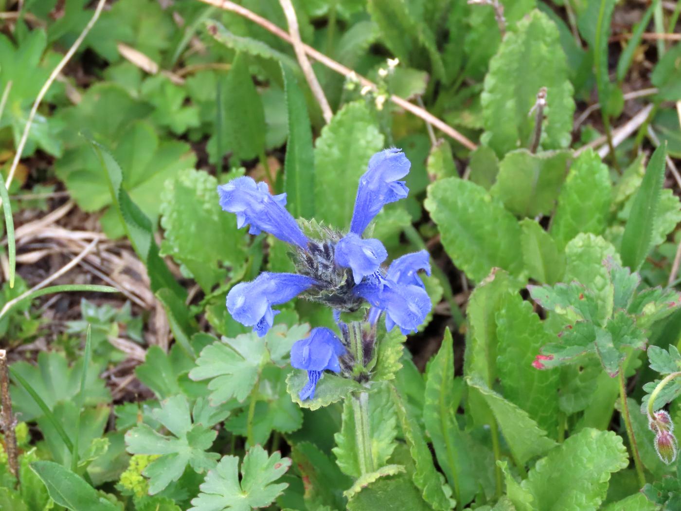 Изображение особи Dracocephalum grandiflorum.