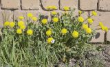 Taraxacum dahlstedtii. Цветущие растения с питающейся бабочкой. Пермский край, Кунгурский муниципальный округ, село Моховое, станция Иренский. 25.05.2023.