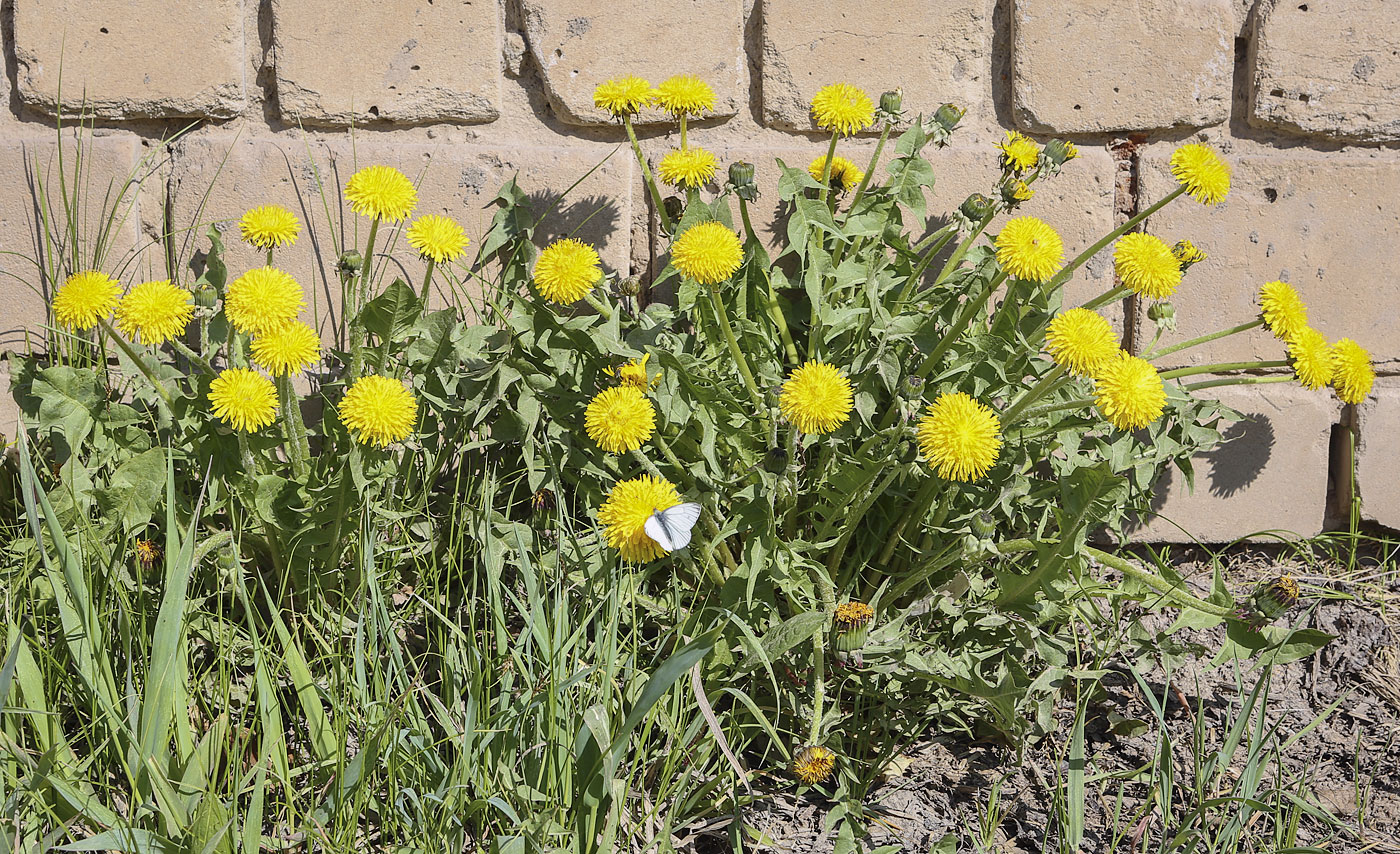 Image of Taraxacum dahlstedtii specimen.