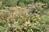 Heracleum lehmannianum