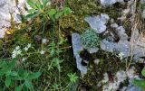 Saxifraga paniculata