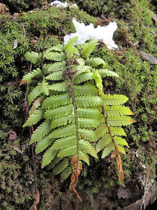 Изображение особи Dryopteris crassirhizoma.