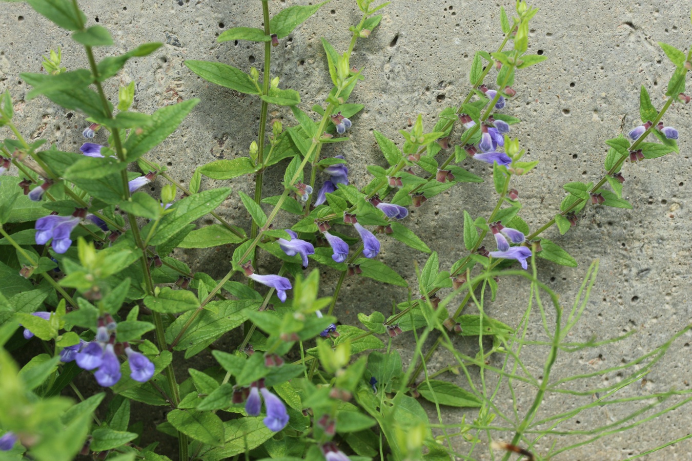 Изображение особи Scutellaria galericulata.