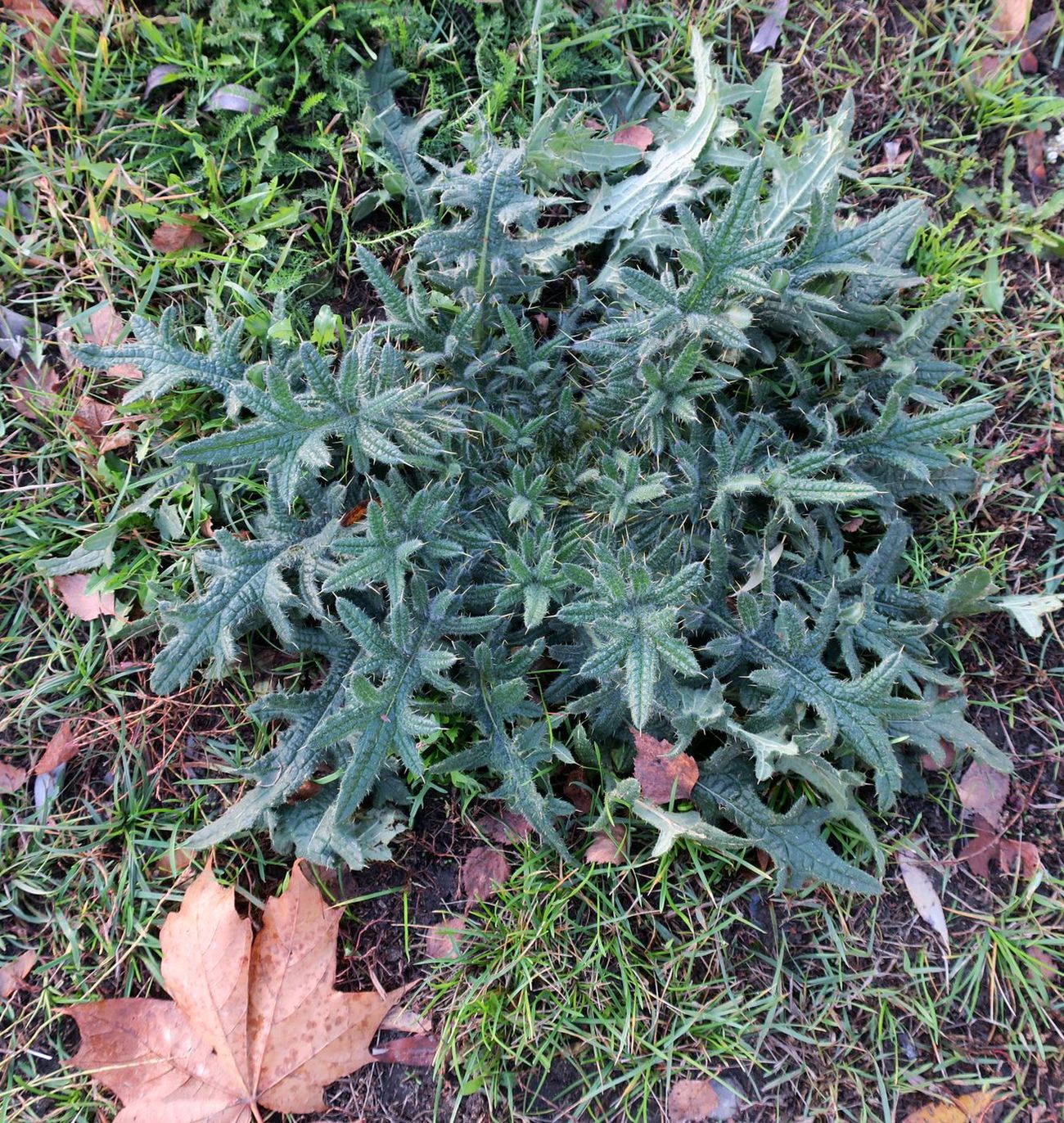 Изображение особи Cirsium vulgare.