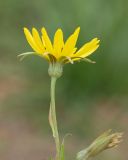 Tragopogon dasyrhynchus. Верхушка побега с соцветием. Краснодарский край, Крымский р-н, станица Неберджаевская, приусадебный участок, сорное в саду. 28.10.2023.