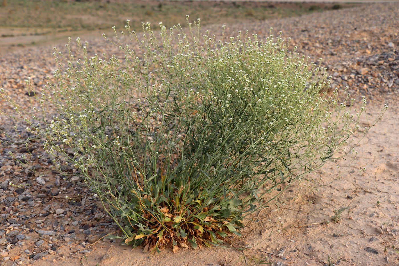 Изображение особи Lepidium subcordatum.