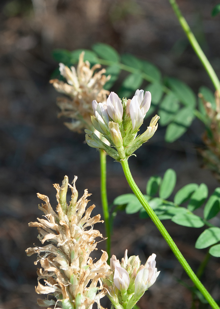 Image of Astragalus inopinatus specimen.